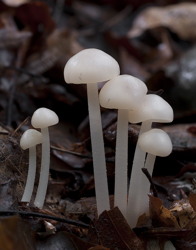 Marasmius wynnae